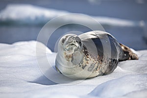 Sea seal lying on the abdomen on the ice with Ãâ¦cean on the background photo